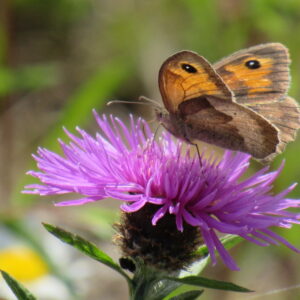 How community energy is funding nature recovery in Wiltshire… and could do the same for Wildlife Trusts nationwide